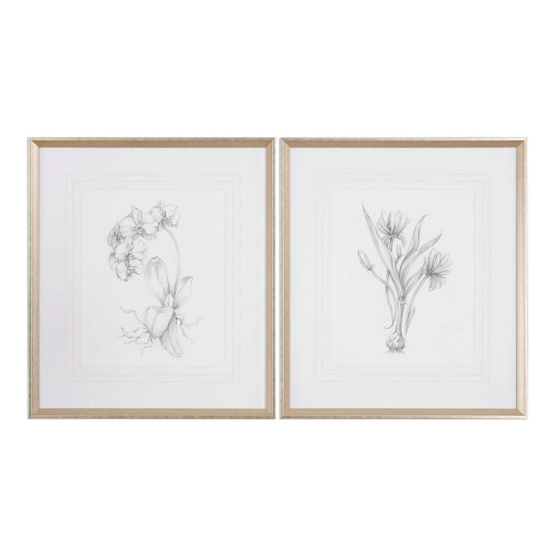 Uttermost Botanical Sketches Framed Prints S/2
